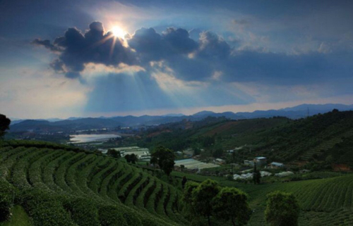 1566267829639297.jpg 上海對口幫扶助推當?shù)亟洕l(fā)展 云南普洱市來滬參加上海旅游節(jié)2.jpg