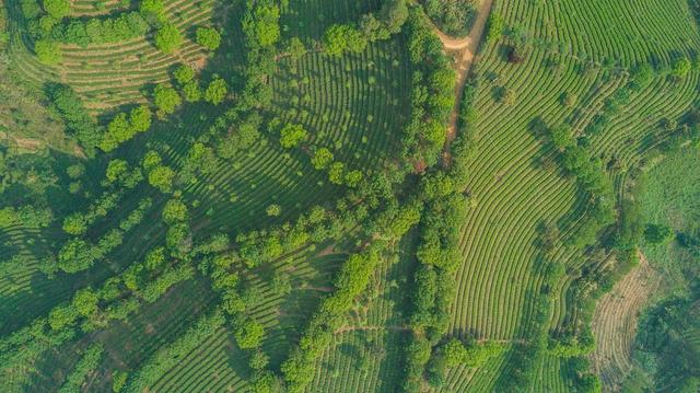 1566374958210104.jpg 普洱景邁柏聯(lián)普洱茶莊園有限公司8.jpg