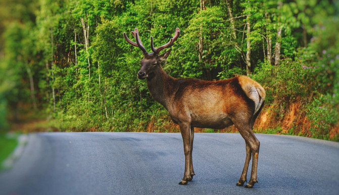 1566891708958082.jpg 小熊貓莊園.jpg