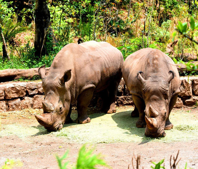 1566891781492854.jpg 犀牛坪景區(qū).jpg