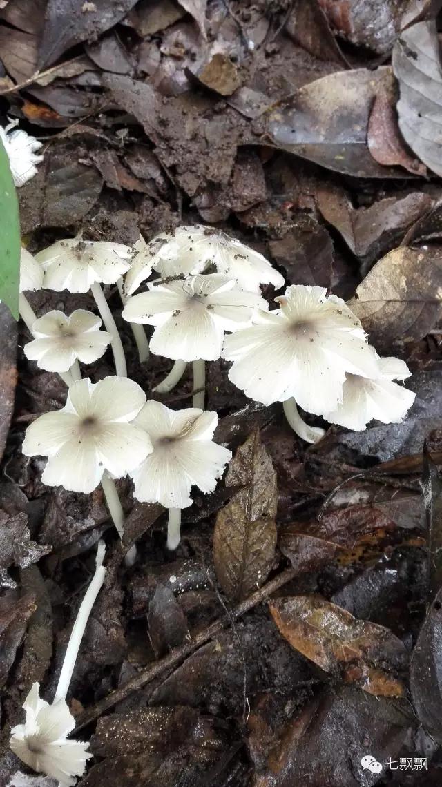 1617260758596600.jpg z3.jpg