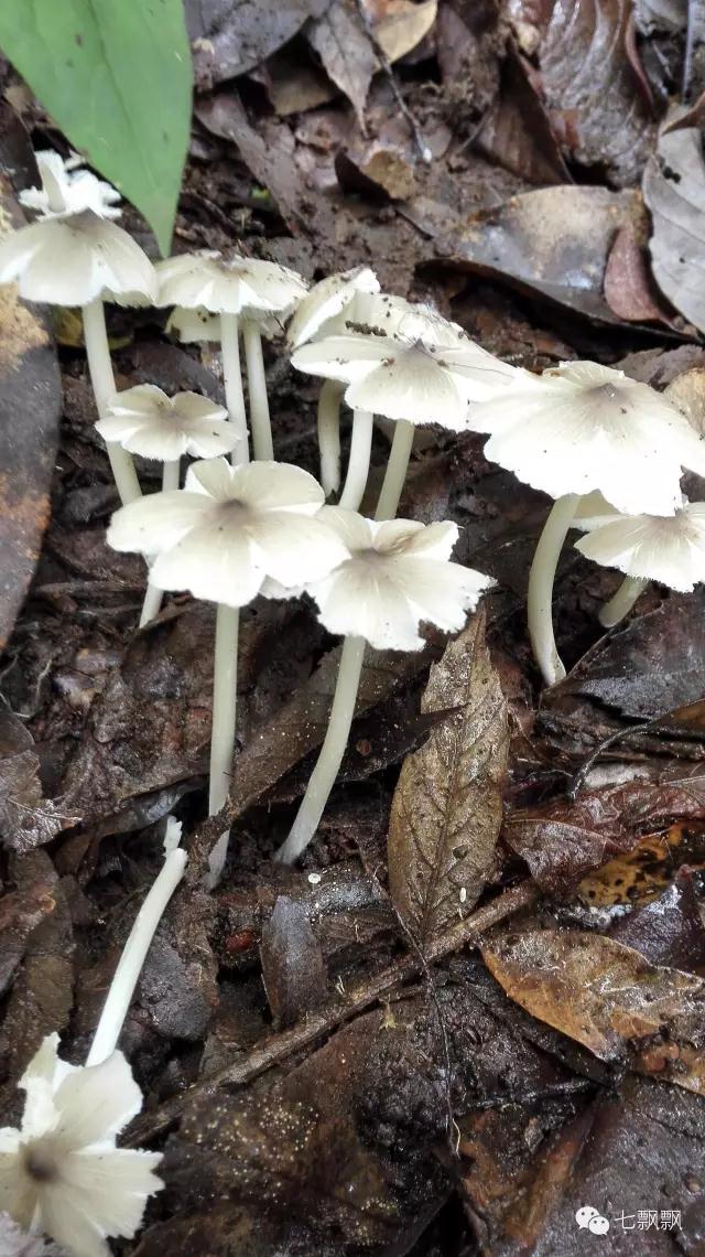 1617260771775660.jpg z4.jpg