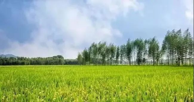 1650703661961713.jpg 鄉(xiāng)村.jpg